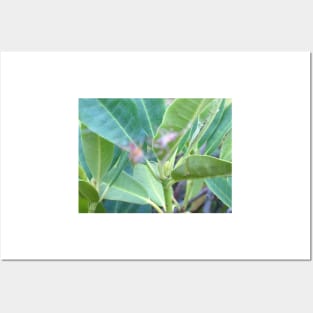 Rhododendron Leaves Posters and Art